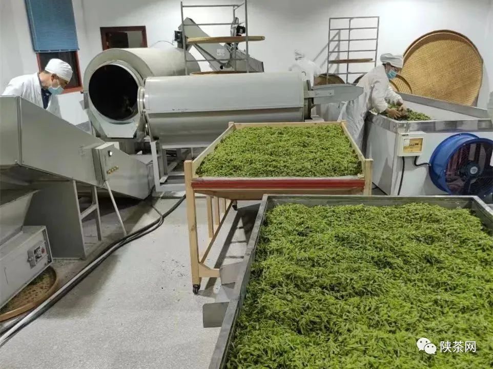 富硒茶一芽一叶（一叶一芽的茶叶多少钱一斤）-硒宝网