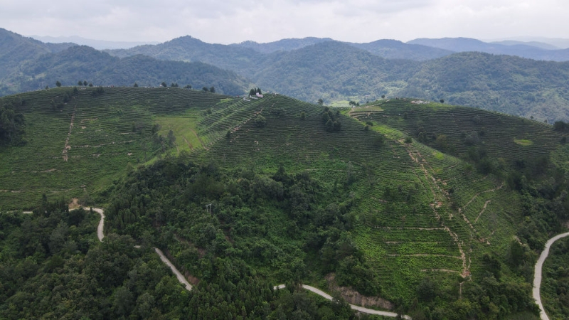 千年富硒老葛茶(富硒葛根固体饮料)-硒宝网