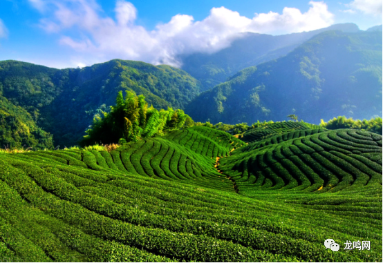 富硒茶一芽一叶(一芽一叶茶)-硒宝网