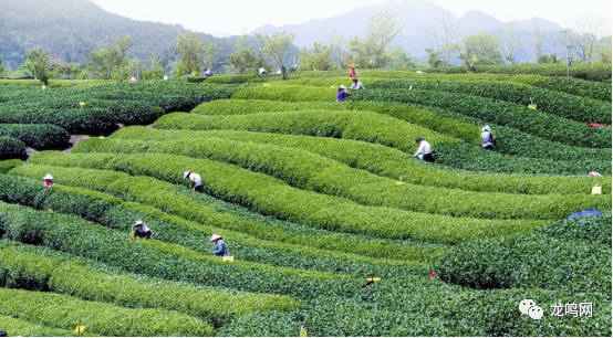 富硒茶一芽一叶(一芽一叶茶)-硒宝网