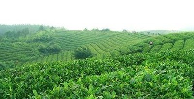 富硒茶多钱一斤(富硒茶具)-硒宝网