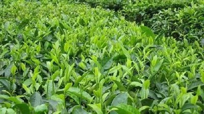 富硒茶多钱一斤(富硒茶具)-硒宝网