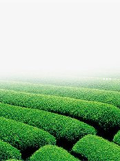 富硒茶四大美女(富硒茶优点)-硒宝网