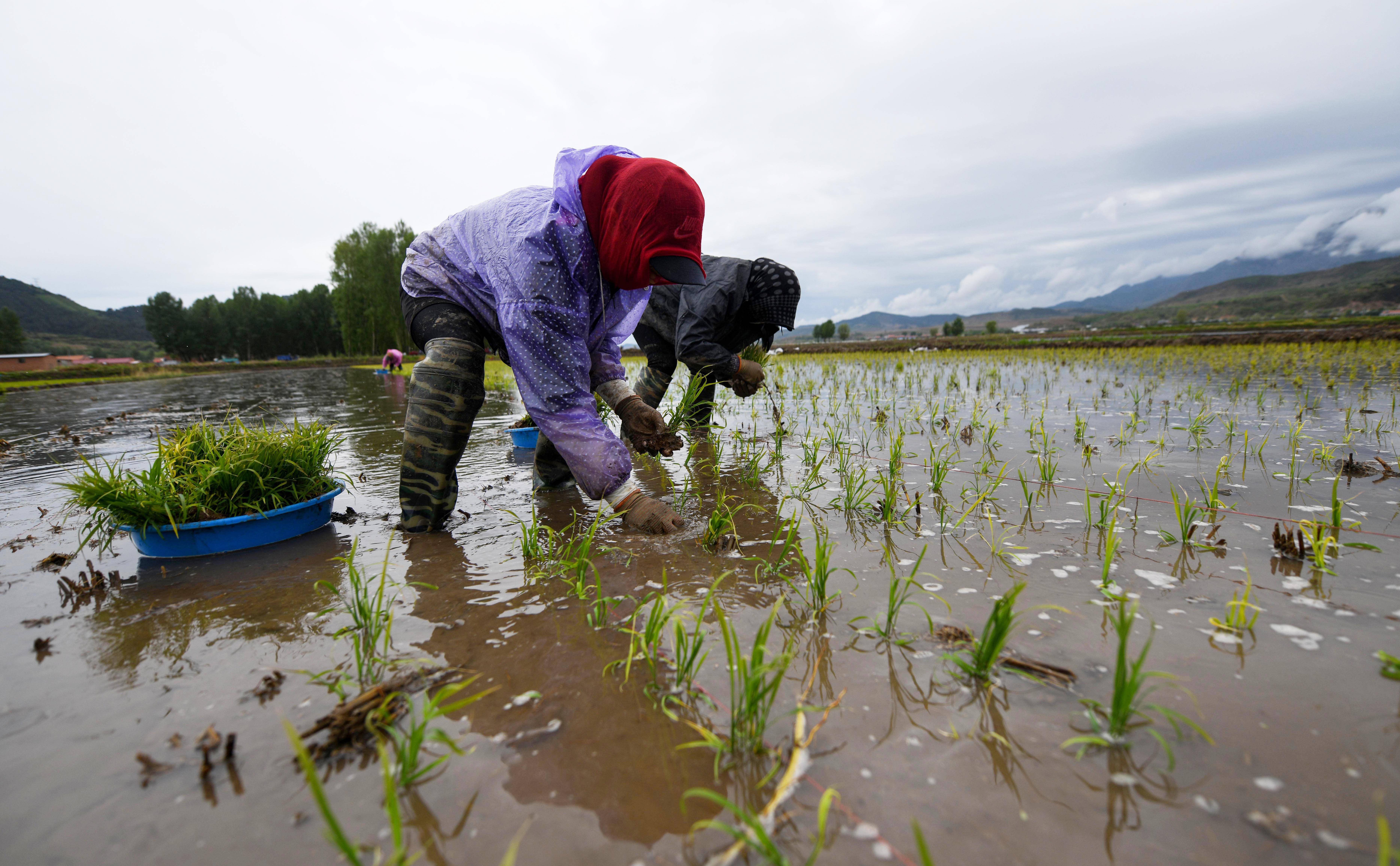 富硒大米 公司（富硒大米十大安全品牌）-硒宝网