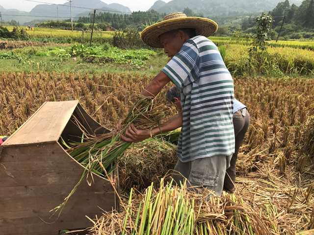 富硒大米 公司（富硒大米十大安全品牌）-硒宝网