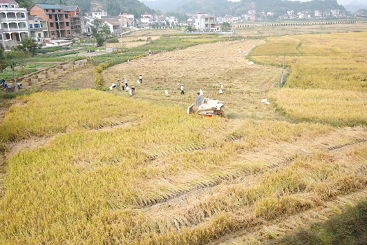 富硒大米怎么种(富硒米种植)-硒宝网