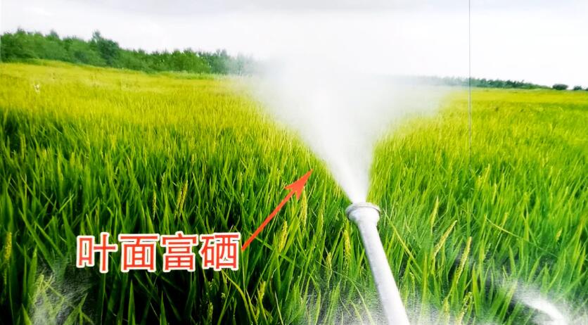 富硒大米的功效(大米功效富硒含量)-硒宝网