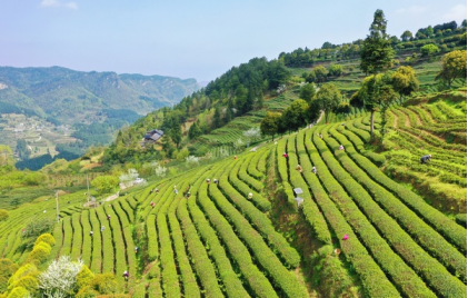 富硒茶天下第一（富硒茶叶多少钱一斤）-硒宝网