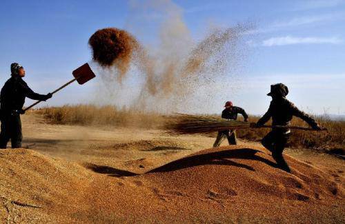 富硒大米包邮嘛(据报道富硒大米有多种保健功能)-硒宝网