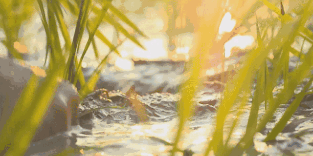 富硒大米成熟期(富硒大米发黄吗)-硒宝网