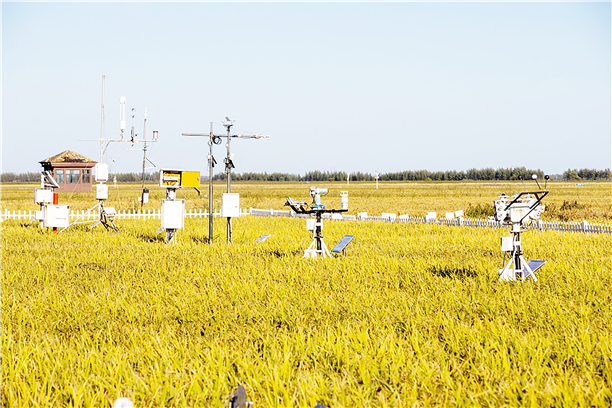 董家镇富硒大米（富硒大米传销）-硒宝网