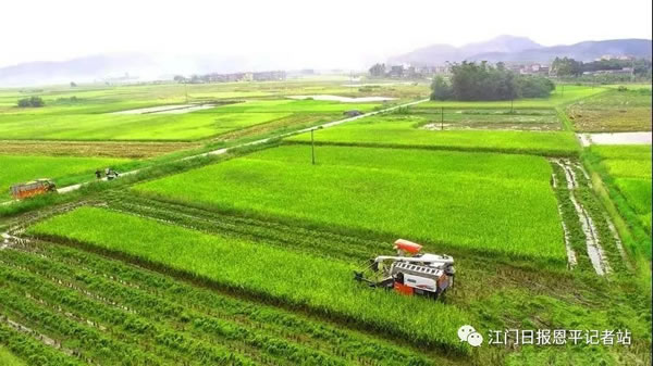 恩平市富硒大米（富硒大米市场前景）-硒宝网