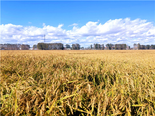 社溪镇富硒大米(施州富硒大米)-硒宝网