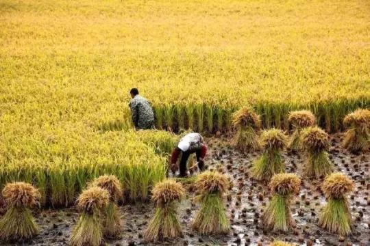 社溪镇富硒大米(施州富硒大米)-硒宝网