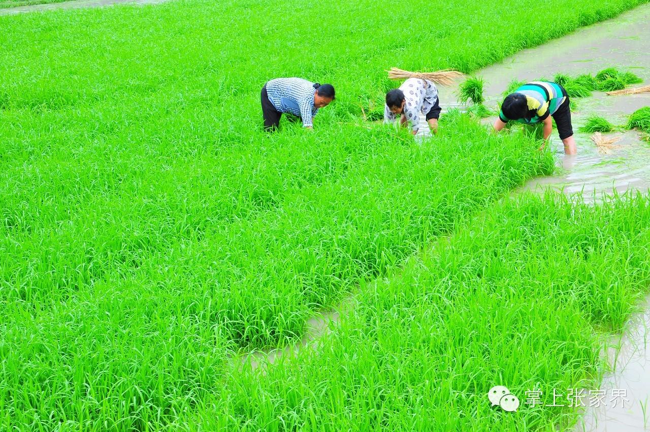 张家界富硒大米（张家界大米厂）-硒宝网