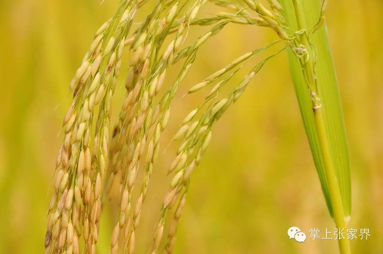 张家界富硒大米（张家界大米厂）-硒宝网