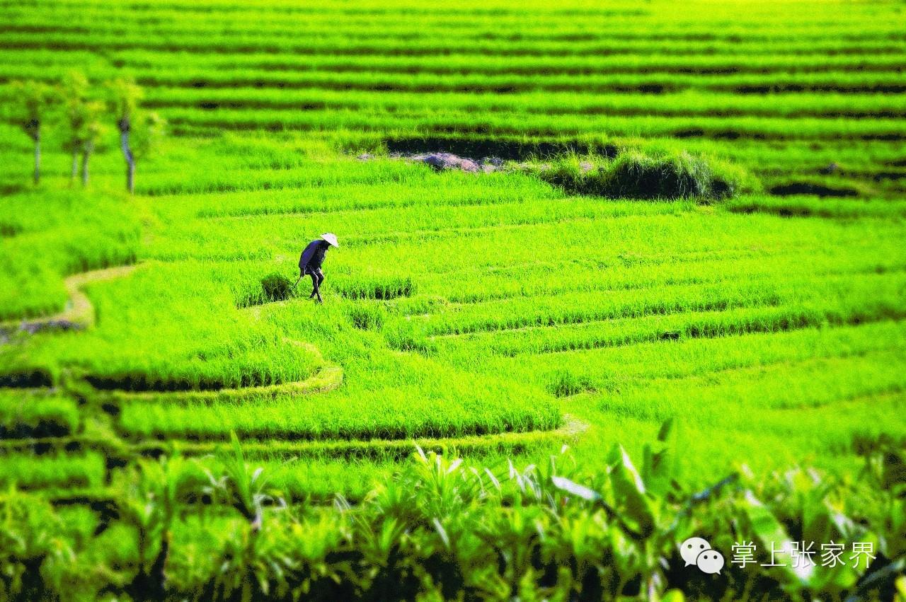 张家界富硒大米（张家界大米厂）-硒宝网
