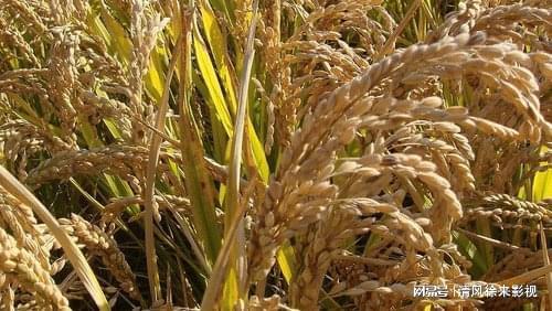 富硒大米酒内供（富硒大米能补硒吗）-硒宝网