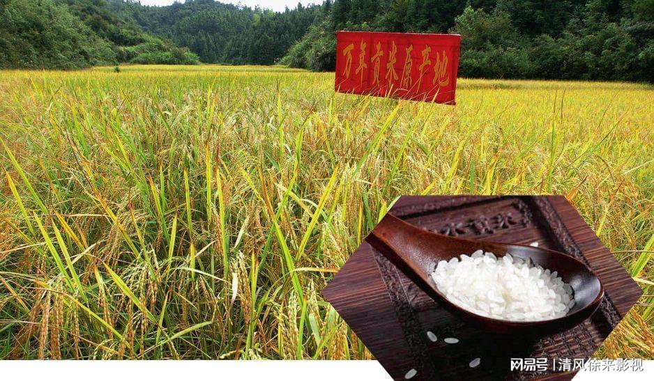 富硒大米酒内供（富硒大米能补硒吗）-硒宝网