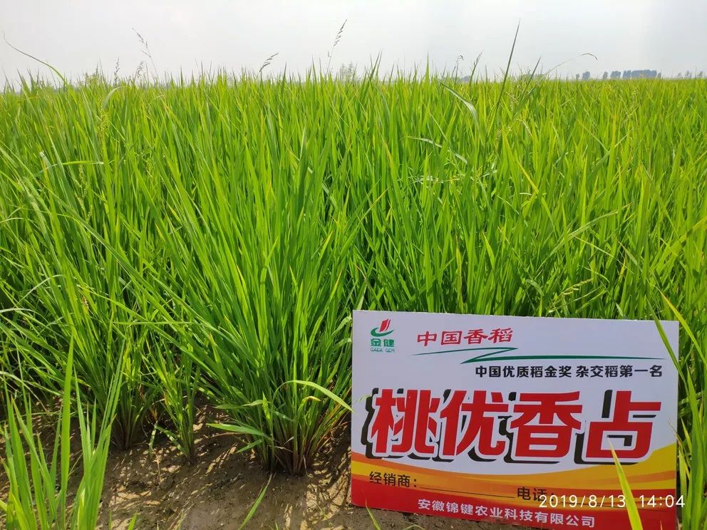 五常大米富硒型(大米五常型富硒含量多少)-硒宝网