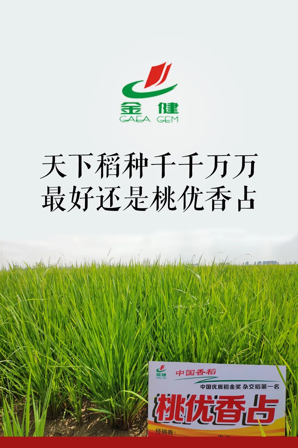 五常大米富硒型(大米五常型富硒含量多少)-硒宝网