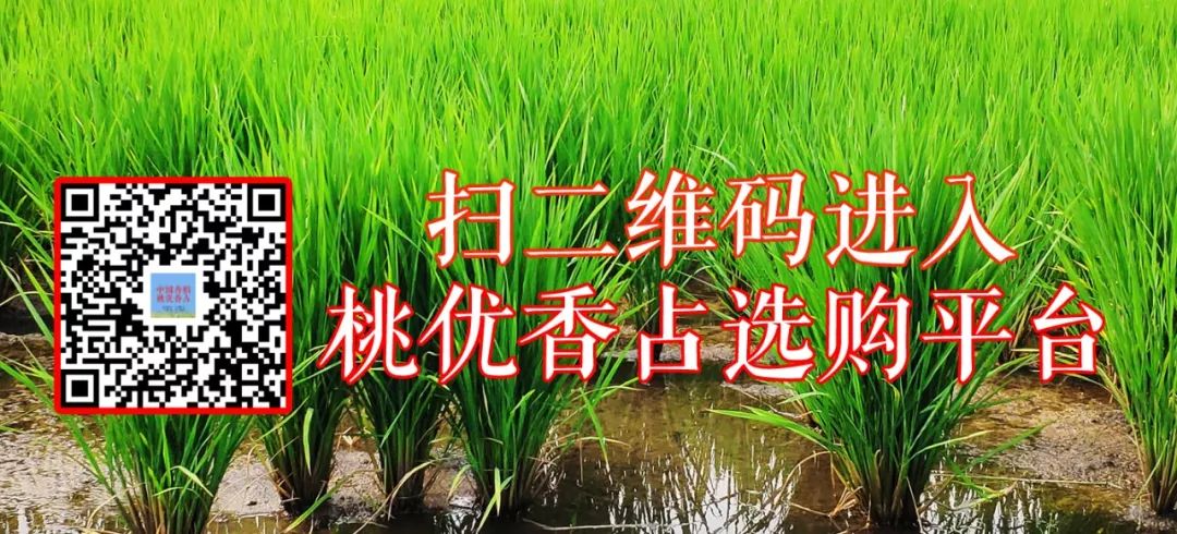 五常大米富硒型(大米五常型富硒含量多少)-硒宝网