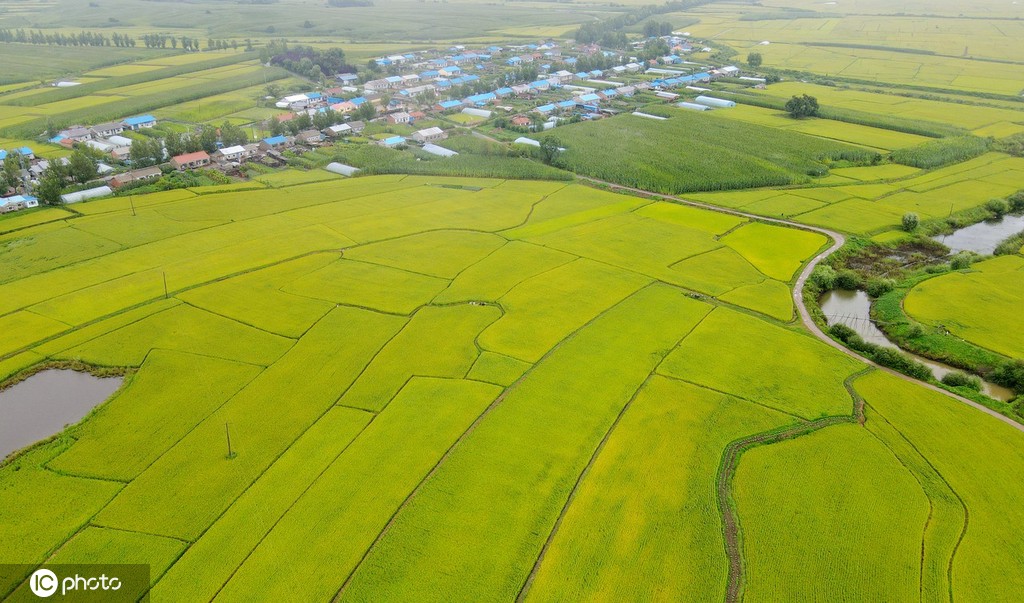 庆安大米 富硒（富硒大米多少钱一公斤）-硒宝网