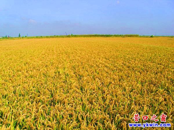 庆安大米 富硒（富硒大米多少钱一公斤）-硒宝网