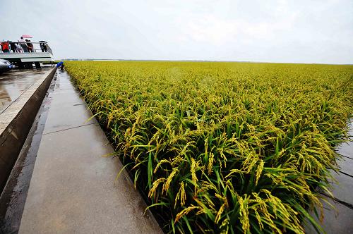 庆安大米 富硒（富硒大米多少钱一公斤）-硒宝网