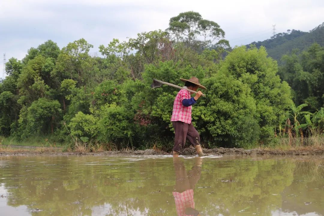 富硒大米 生态(大米生态富硒含量)-硒宝网