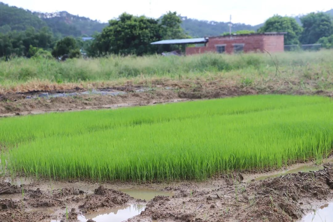 富硒大米 生态(大米生态富硒含量)-硒宝网