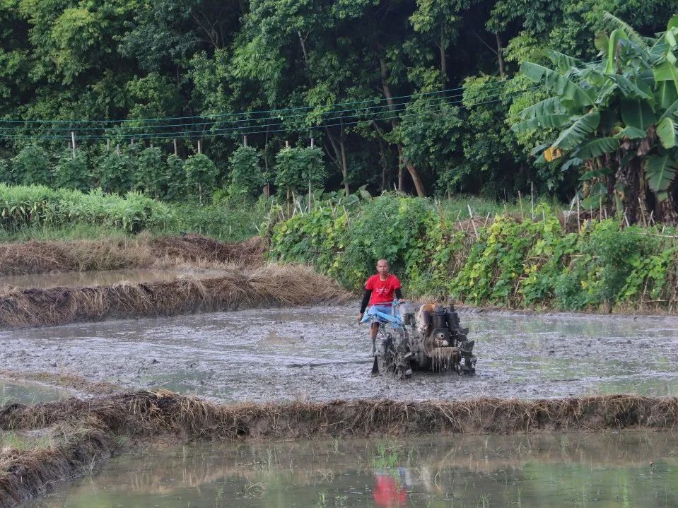富硒大米 生态(大米生态富硒含量)-硒宝网