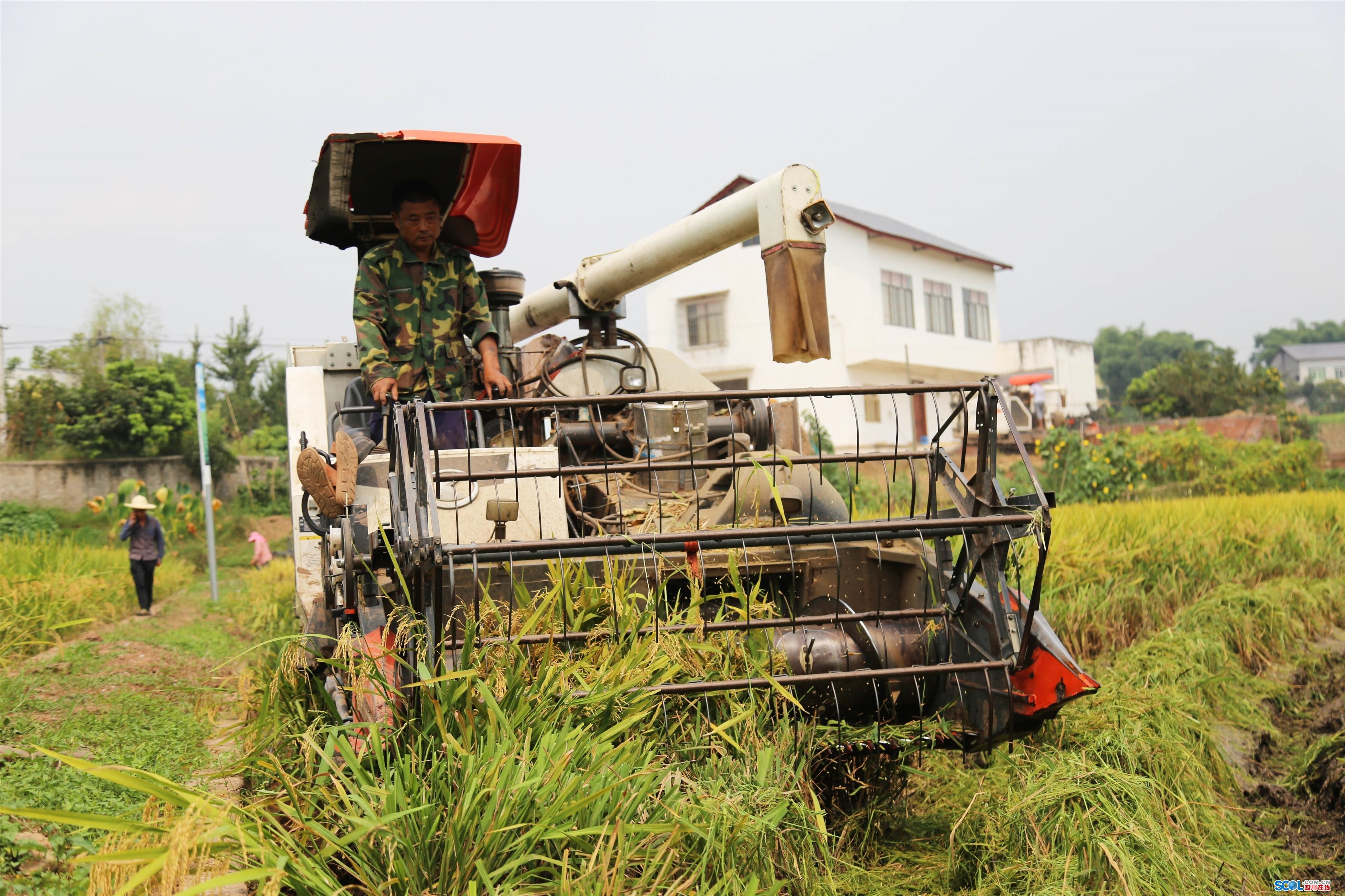 千顷田富硒大米（富硒大米成分表）-硒宝网