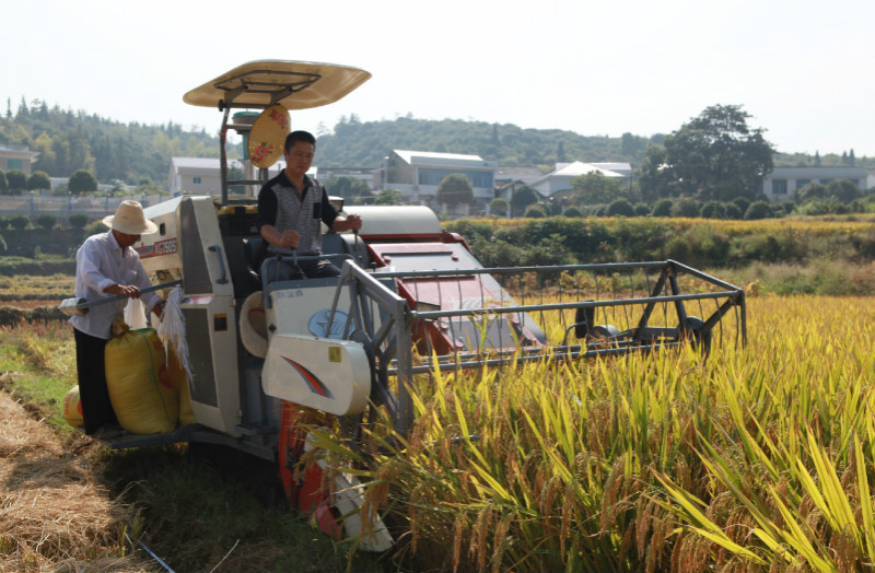 千顷田富硒大米（富硒大米成分表）-硒宝网