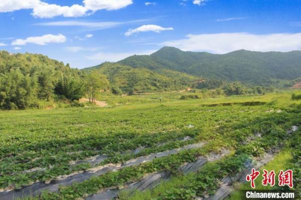 富硒大米 梅州(梅州富硒)-硒宝网