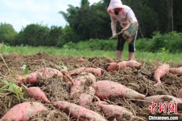 富硒大米 梅州(梅州富硒)-硒宝网