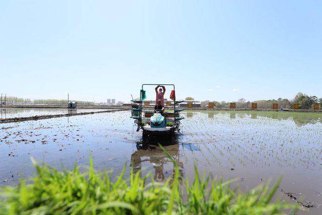 庆安大米 富硒（富硒大米好吗）-硒宝网