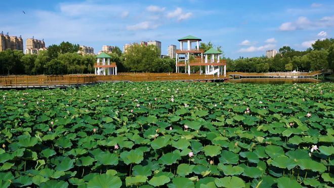 庆安大米 富硒（富硒大米好吗）-硒宝网