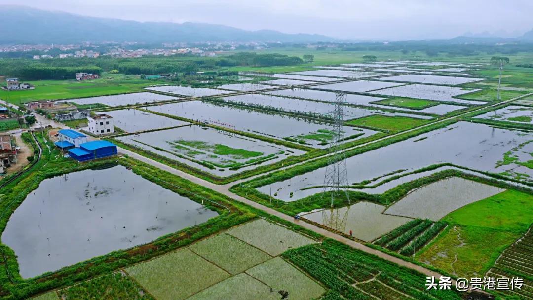 富硒大米 贵港(广西富硒米价格)-硒宝网