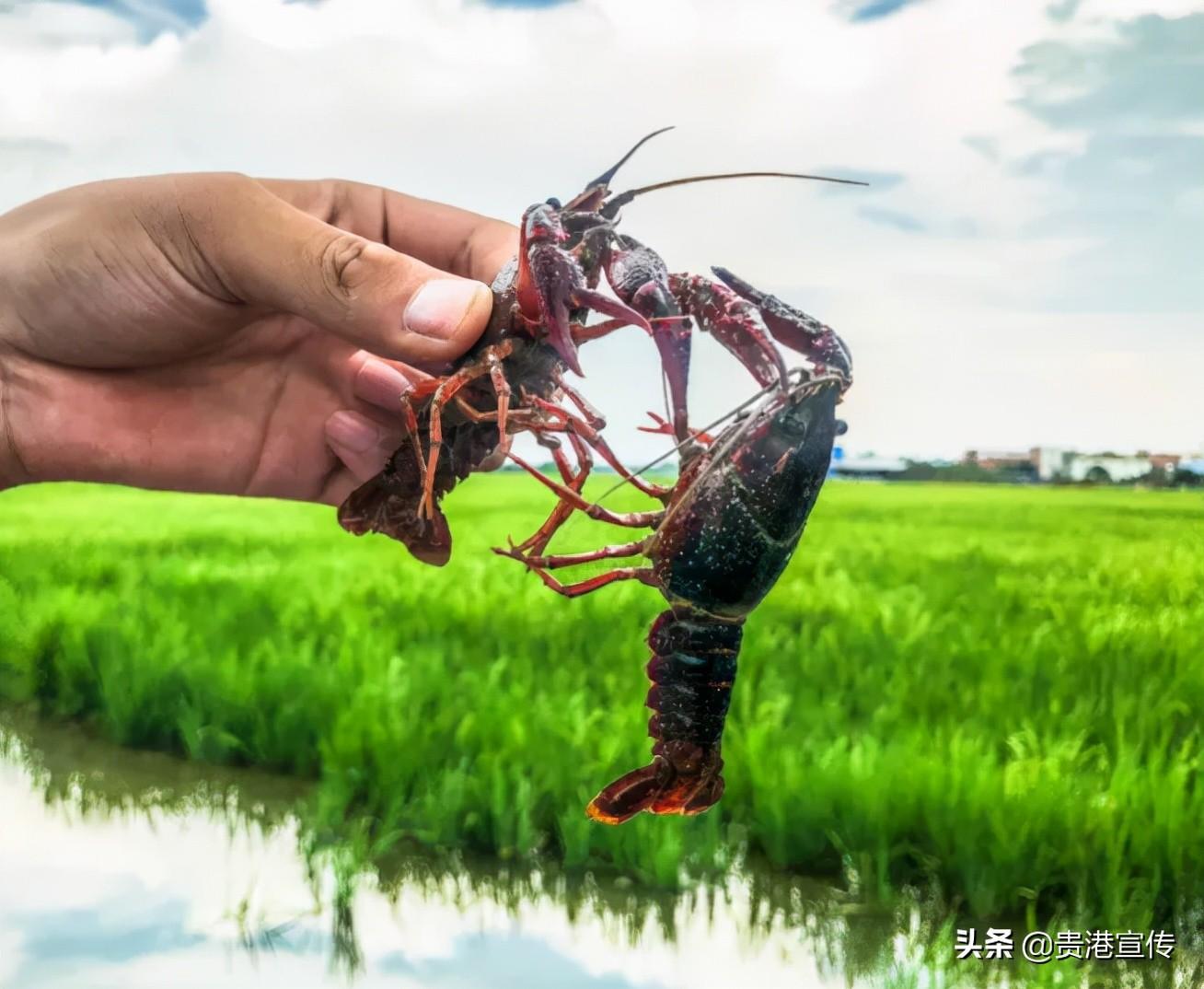 富硒大米 贵港(广西富硒米价格)-硒宝网