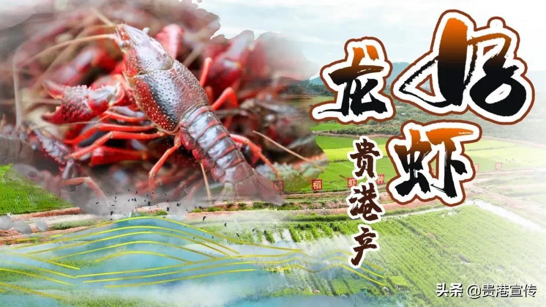 富硒大米 贵港(广西富硒米价格)-硒宝网