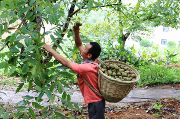 东兰县富硒大米（安东富硒大米）-硒宝网