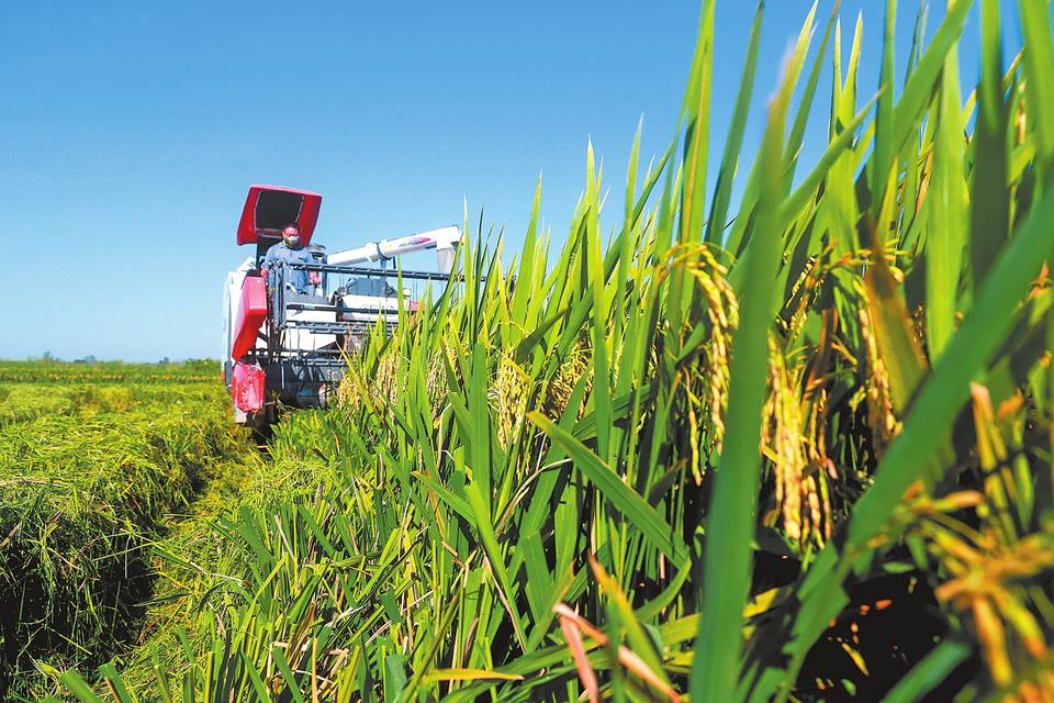 柬埔寨大米富硒(柬埔寨大米配额)-硒宝网