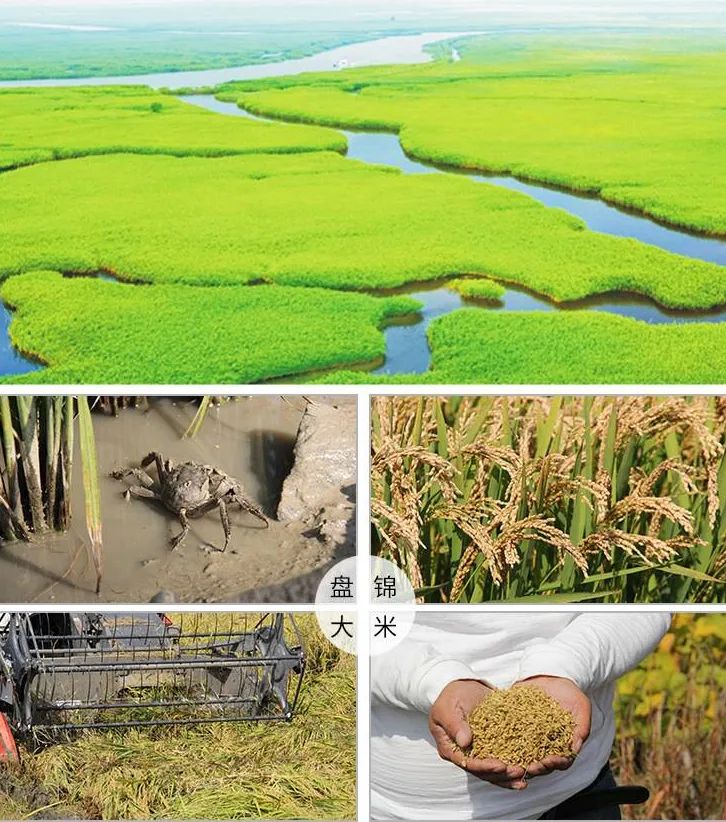 富硒大米佳木斯(佳木斯大米的价格是多少)-硒宝网