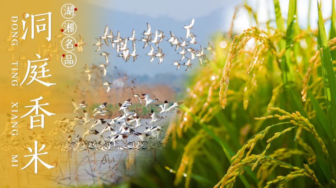 富硒大米佳木斯(佳木斯大米的价格是多少)-硒宝网