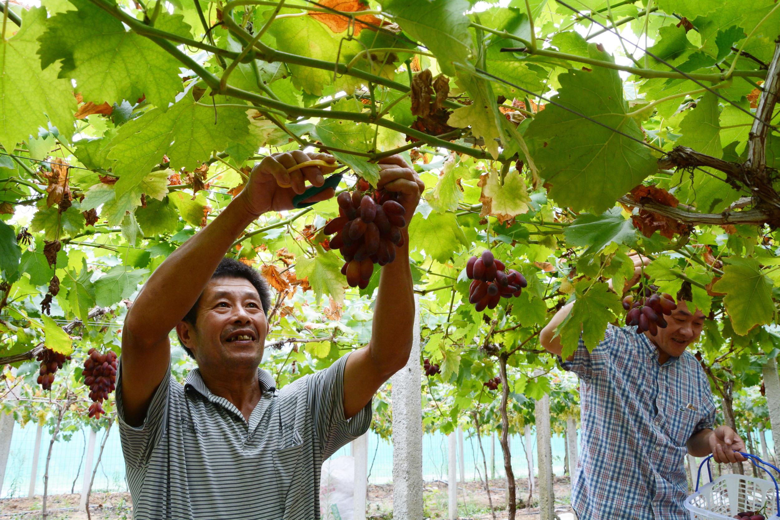 柳河 富硒大米(鱼河富硒大米)-硒宝网