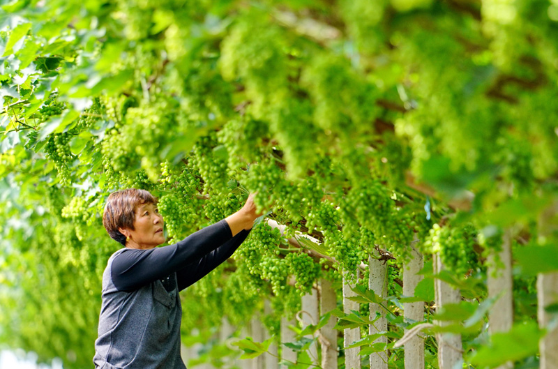 柳河 富硒大米(鱼河富硒大米)-硒宝网