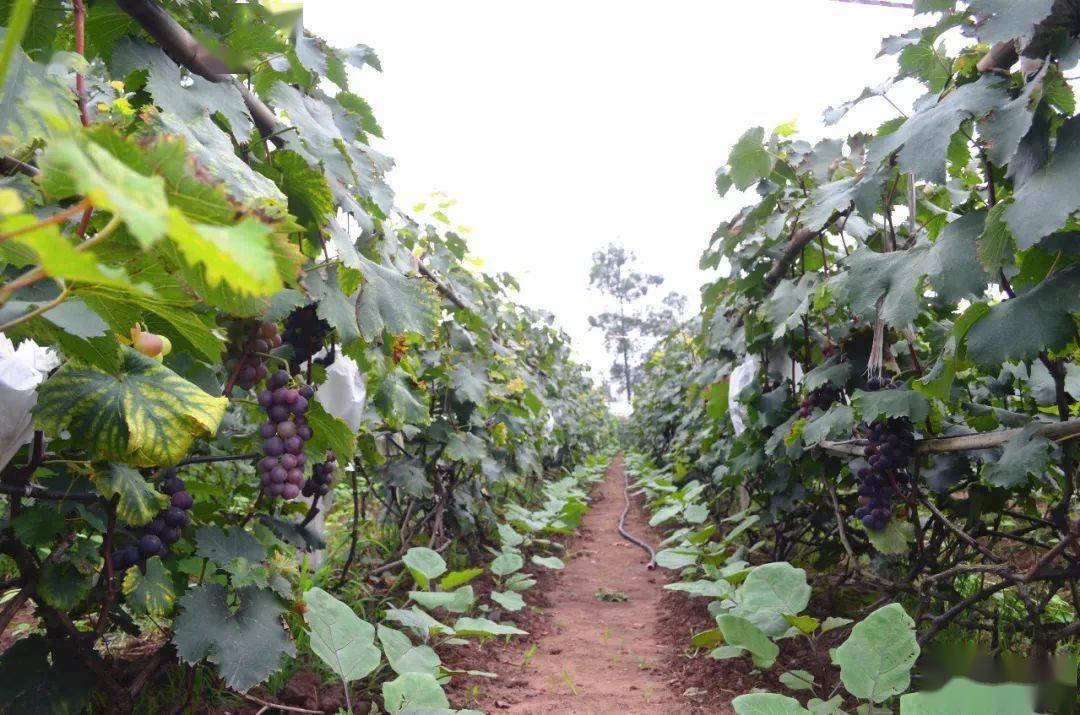 柳河 富硒大米(鱼河富硒大米)-硒宝网