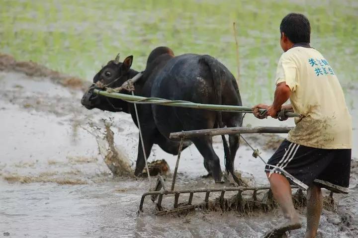 富硒大米 有机(大米机富硒有什么作用)-硒宝网