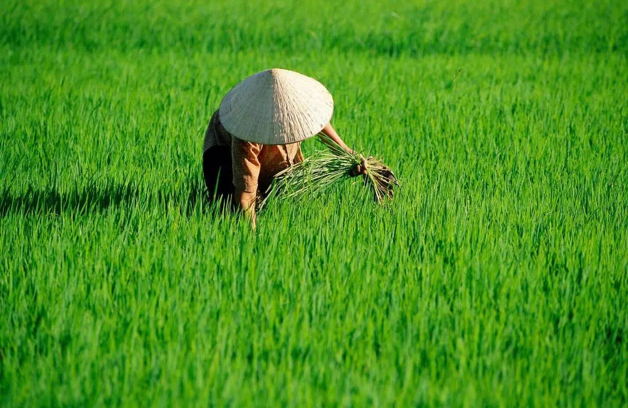 富硒大米 有机(大米机富硒有什么作用)-硒宝网